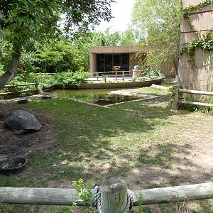 Aldabra Tortoise Enclosure