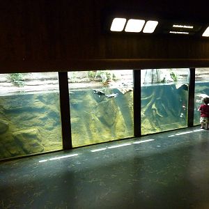 Mixed-Species Turtle Tank