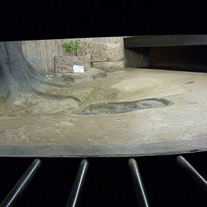 Aldabra Tortoise Enclosure - Indoor Area