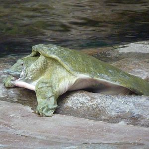 Chinese Softshell Turtle