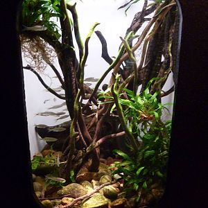 Tentacled Snake Exhibit