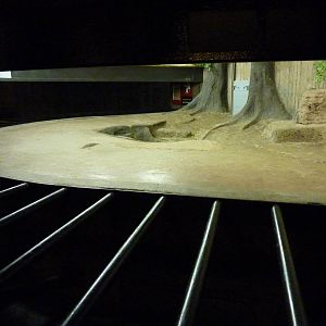 Aldabra Tortoise Exhibit - Indoors