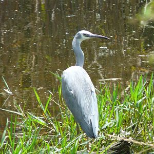 White-faced heron