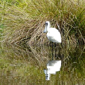 Royal spoonbill