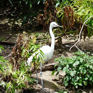 Great egret