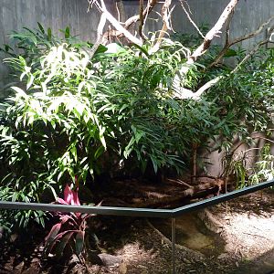 Cane Toad/Smokey Jungle Frog/Yellow-Footed Tortoise/Jamaican Iguana Exhibit