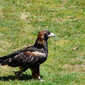 Wedge-tailed eagle
