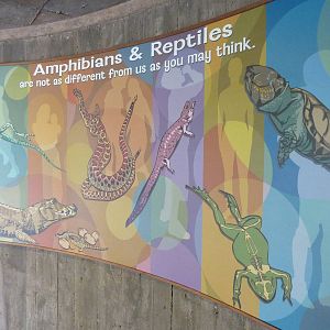 Reptile + Amphibian Building