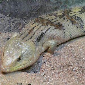 Northern blue-tongue