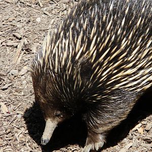Echidna