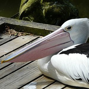 Australian pelican