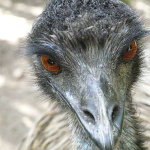 Emu