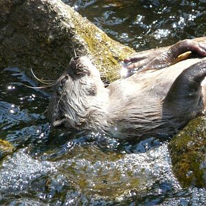 Small-clawed otter