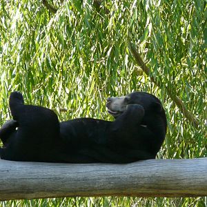 Sun bear