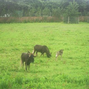 Black wildebeast family