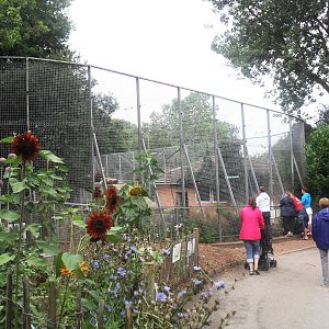 Lion enclosure and Dig for victory garden