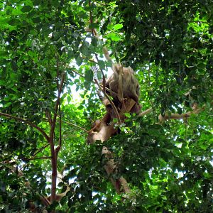 Rainforest-Sloth