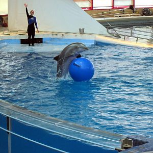 Dolphin Show