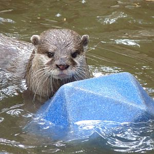 Asian Short-Clawed Otter