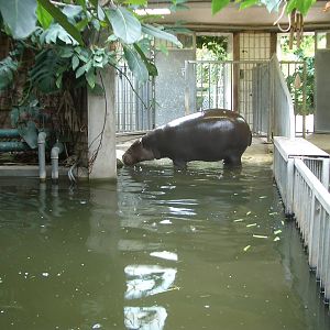 Pygmy Hippo Indoor Enclosure - 24.07.2010