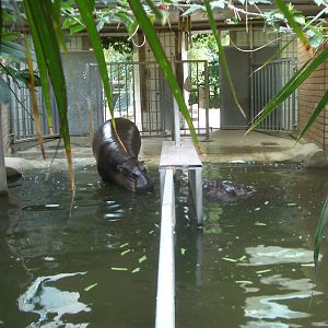 Pygmy Hippo Indoor Enclosure - 24.07.2010
