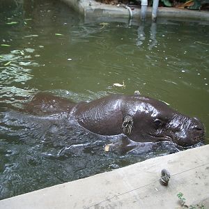 Pygmy Hippo Indoor Enclosure - 24.07.2010