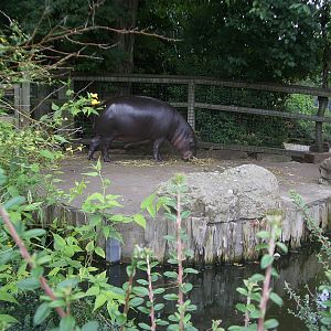 Pygmy Hippo Outdoor Enclosure - 24.07.2010