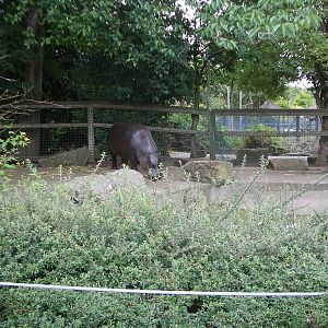 Pygmy Hippo Outdoor Enclosure - 24.07.2010
