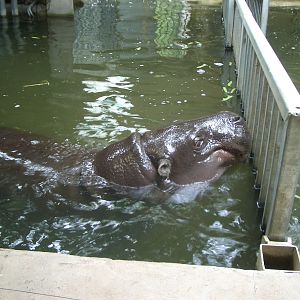 Pygmy Hippo Indoor Enclosure - 24.07.2010