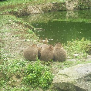 Capybara babies