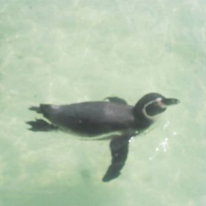 Humboldt penguin