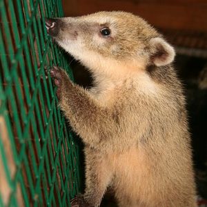 Baby Coati