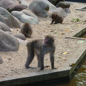 Japanese Macaque Artis August 2010