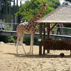 Reticulated giraffe Artis August 2010