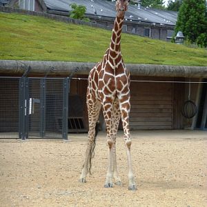 Reticulated giraffe Artis August 2010