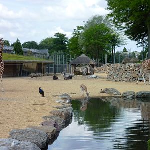 Savannah exhibit Artis August 2010