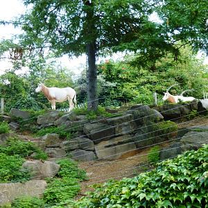 Savannah exhibit Artis August 2010