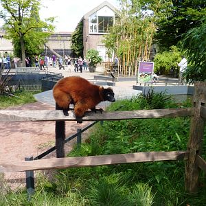 Red-ruffed lemur Artis August 2010