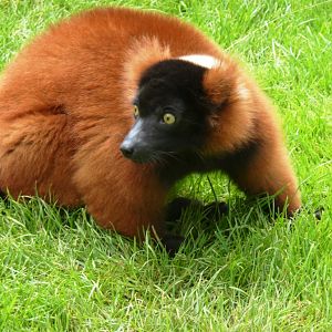 Red-ruffed lemur Artis August 2010