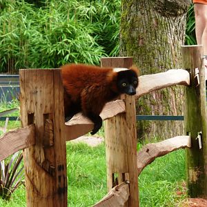 Red-ruffed lemur Artis August 2010