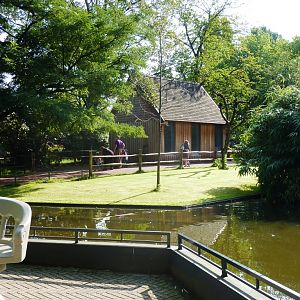 Lemurenland Artis August 2010