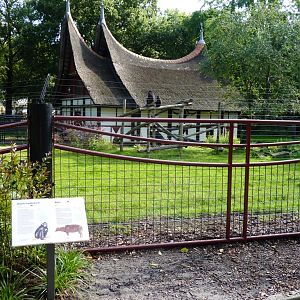 Minangkabause House Artis August 2010