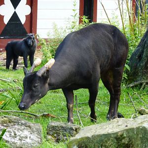 Anoa and crested black macaque Artis August 2010