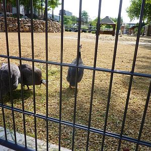 African Savannah exhibit Artis August 2010