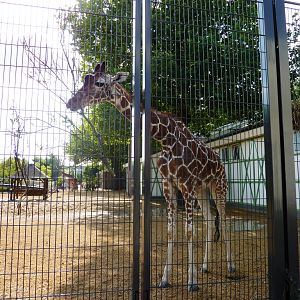 African Savannah exhibit Artis August 2010