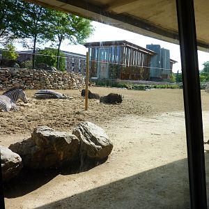 African Savannah exhibit Artis August 2010