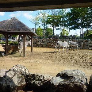 African Savannah exhibit Artis August 2010