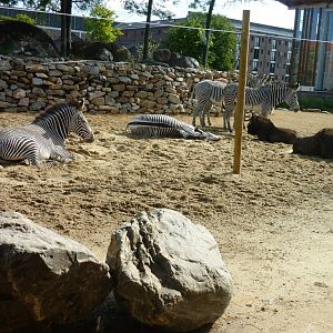African Savannah exhibit Artis August 2010