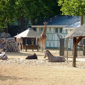 African Savannah exhibit Artis August 2010