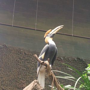 Hornbill model in the Elephant House